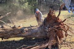 Tree-removal
